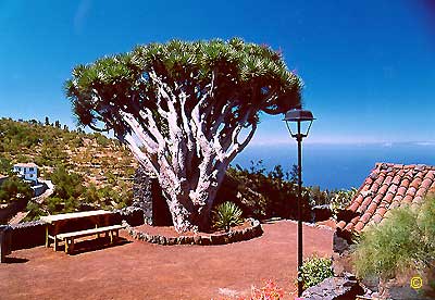 La Palma - Alter Drachenbaum in Puntagorda -  -
