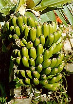 La Palma - Bananenstaude -  -