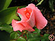 La Palma - Rose -  -
