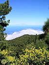 blhende Ginster auf la Palma -  -