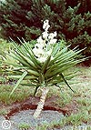 La Palma - Blhende Yucca -  - 